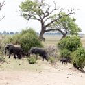 BWA NW Chobe 2016DEC04 NP 073 : 2016, 2016 - African Adventures, Africa, Botswana, Chobe National Park, Date, December, Month, Northwest, Places, Southern, Trips, Year